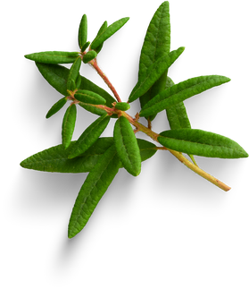 Premium isolated images & templates