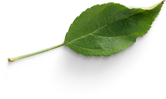 Premium isolated images & templates